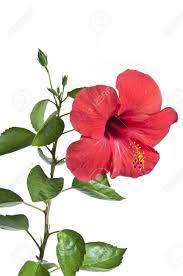 Hibiscus flowers come in a rainbow of colors. Red Color Hibiscus Flowers Stock Photo Picture And Royalty Free Image Image 13746880
