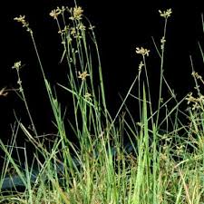 Image result for Fuirena pubescens