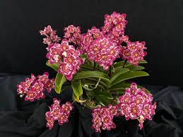 Image result for Coptosperma zygoon