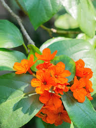 A common tree used for landscaping throughout south florida. Orange Geiger Tree Sebestena Cordia Urban Tropicals