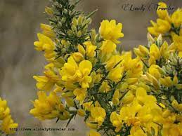 Common Gorse Ulex Europaeus Gorse Scottish Flowers Plants