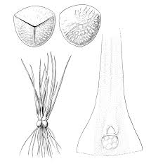 Image result for Isoetaceae