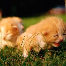 50 Hd Cat Ipad Wallpapers Download, share or upload your own one! 50 hd cat ipad wallpapers