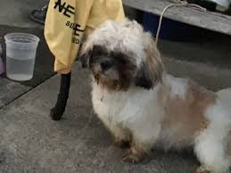 Find your perfect puppy here today. Lowchen Puppies For Sale Millstream Drive Etna Township Oh 330792