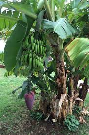 Image result for Musa paradisiaca