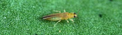 For the most prevalent insect pests, pesticides are readily accessible on any supermarket shelf but they are often powerful inorganic chemicals that can be as. Avocado Thrips Avocado Agriculture Pest Management Guidelines Uc Statewide Ipm Program Uc Ipm