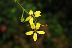 Image result for Tristellateia