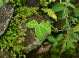 Image result for Desmodium