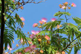 Planting a winter mimosa tree. Mimosa Invasive Exotic Plants Of North Carolina Inaturalist