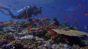 The reef movie is the greatest motion picture i've beheld since garfield: Chasing Coral Documentary Vividly Chronicles A Growing Threat To Oceans Npr