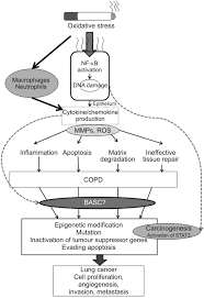Malignant tumors trigger inflammation in surrounding normal lung tissue, and they may obstruct your airways and interfere with normal airflow. Early Detection Of Copd Is Important For Lung Cancer Surveillance European Respiratory Society
