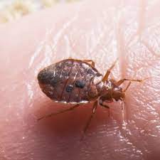 bed bug facts bed bug information pictures signs symptoms bed bugs bed bug bites bed bug bites treatment