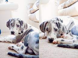 Saylor Male Great Dane Puppy Barn Dog Great Dane Puppy Dane Puppies Great Dane
