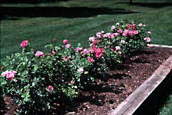 We did not find results for: Site Selection And Bed Preparation Our Rose Garden University Of Illinois Extension