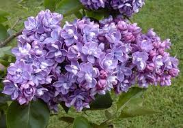 È dotata di un bel fogliame verde scuro che in fase di fioritura contrasta in maniera preponderante con il rosa dei suoi fiori. Lilla Syringa Vulgaris Syringa Vulgaris Piante Da Giardino Lilla Syringa Vulgaris Arbusti