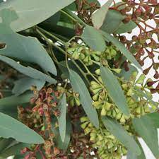 Willow Seeded Eucalyptus Greenery Fiftyflowers Com