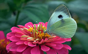 Maybe you would like to learn more about one of these? Top 10 Flowers That Attract Butterflies And Hummingbirds A Birds Delight
