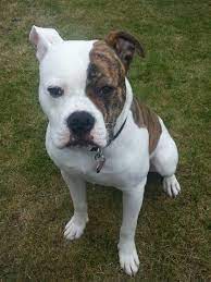American bulldog pitbull mix dog with one blue eye. Red Tiger Brindle American Bulldog Bulldog Breeds American Bulldog Puppies Bulldog Puppies