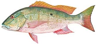 Mangrove snapper like to hang out around structure. Mutton Snapper Regulations