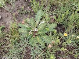 Image result for Haplocarpha