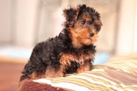 Hyper allergenic yorkie poo puppies the two moms one blue merle and the other. Yorkie Poo Puppies For Sale In Michigan Zoe Fans Blog Yorkie Puppy For Sale Yorkie Poo Yorkie Puppy