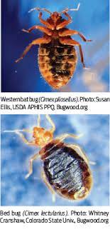 How long does it take to get rid of bed bugs? Bed Bug Supplement Battling Resistance Pct Pest Control Technology