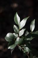 Image result for Drypetes gerrardii