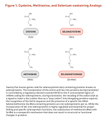 Image result for Selenium