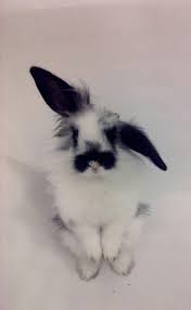 See more ideas about imagini haioase, animale, imagine. Urechila Se Intoarce 20 De Poze Cu Iepuri