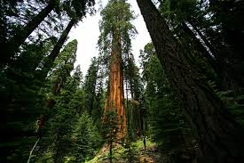Begins at the mountain home trailhead. In Fall Experience The Awe And Adventure In Sequoia And Kings Canyon National Parks Los Angeles Times