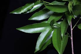 Image result for Ficus laurifolia