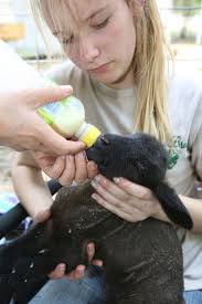 Florida Sheep, Wool and Herding Dog Festival
