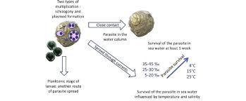 Image result for Bonamia