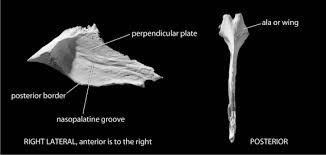 The external nose is comprised of both bony and cartilaginous components. Vomer An Overview Sciencedirect Topics