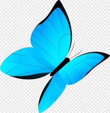 The blue moon butterfly is a species of dark butterflies that are found in 20 different subspecies in several countries. Butterfly Drawing Cartoon Blue Butterfly Cartoon Cartoon Character Blue Brush Footed Butterfly Png Pngwing