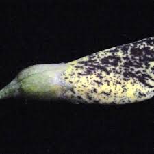 Image result for Sesbania macowaniana