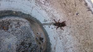 Turkuć podjadek uszkadza korzenie i młode rośliny. Turkuc Podjadek Szkodniki I Zarazy Forum Budowlane Budujemydom Pl