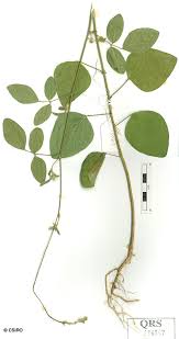 Image result for Desmodium tortuosum