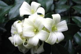 Image result for Murraya