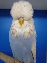 Pin By Ethio7 On Beautiful Animals Insects Budgies Bird Budgies Pet Birds