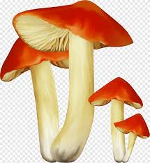 hongos comestibles russula portatil red graficos hongo seta naranja imagen digital png pngegg hongos comestibles russula portatil red