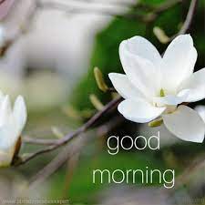 They come in many colors and bloom profusely from early summer. 162 Lovely Good Morning Wishes With Flowers