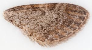 Image result for Eupithecia tenuiata