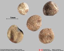 Image result for Cuscuta abyssinica