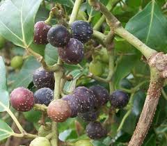 Image result for Rhoicissus