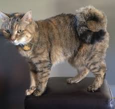 This is the feline equivalent of 'hello'. American Ringtail Cat At The Great Cat Cat Breeds