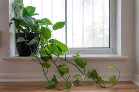 Click here to browse or search the plants in this database. How To Grow And Care For Philodendron Gardener S Path