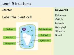Check spelling or type a new query. Ks3 Plants Lesson 1 Structure Of A Leaf Teaching Resources