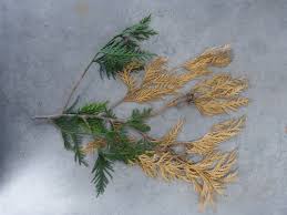 Image result for argyresthia thuiella thuja symptoms