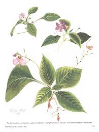 Image result for Impatiens sylvicola
